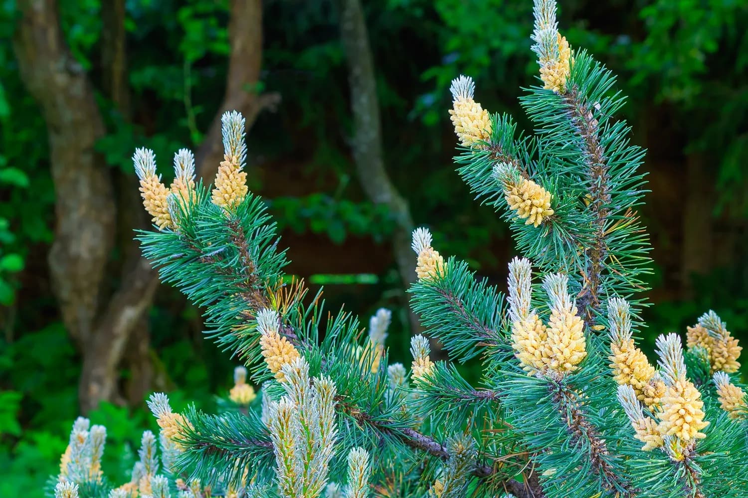 scots pine