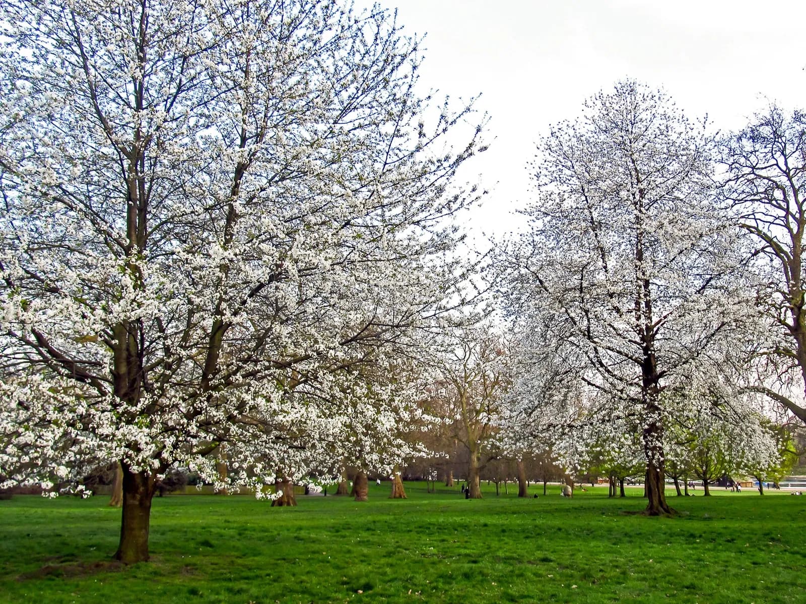 bird cherry